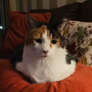 Meet your Posher, Susan